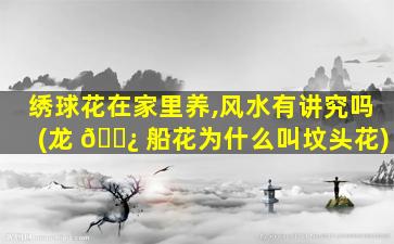 绣球花在家里养,风水有讲究吗(龙 🌿 船花为什么叫坟头花)